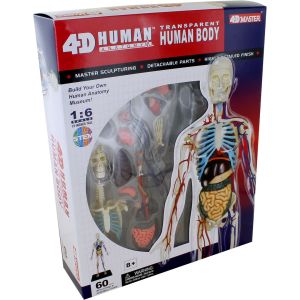 Photo of the: 4D Transparent Human Body Anatomy Model Kit - 60 parts