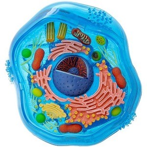 4d Master Science Animal Cell Anatomy Model 26pc for sale online 