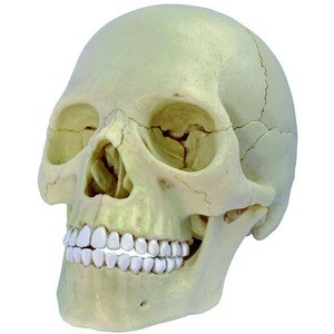 Photo of the 4D Exploded Skull Anatomy Model