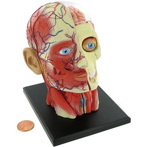 4D Vision Human Head Anatomy Model 