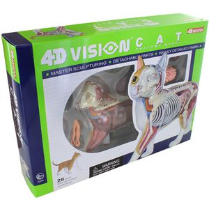 Photo of the 4D Orange Cat Anatomy Model