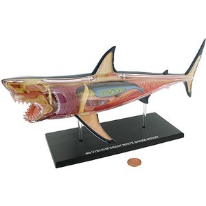 Photo of the 4D Great White Shark Anatomy Model