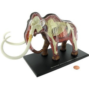 Photo of the 4D Woolly Mammoth Anatomy Model