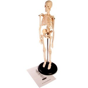 Photo of the Desktop Skeleton
