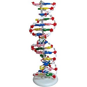 Photo of the Large DNA Model - Classroom Demo