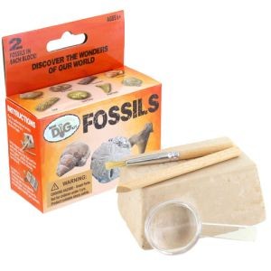 Photo of the Fossils Excavation Mini Kit