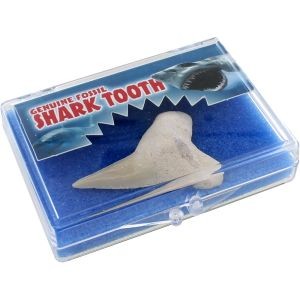 Photo of the Genuine Shark Tooth Fossil Educational Box