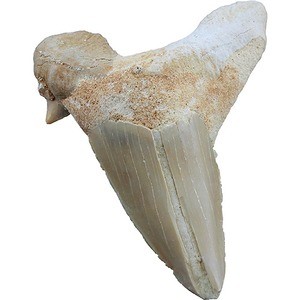 Photo of the Shark Tooth Fossil - 1 to 2 inch