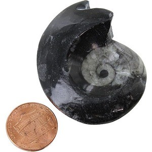 Photo of the Goniatite - 2 inch Real Fossil