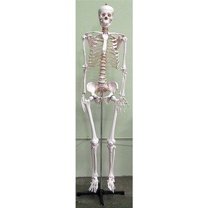 Photo of the Life-Size Human Skeleton
