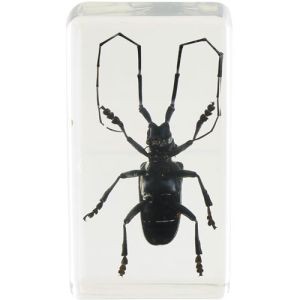 01SZ Specimen Insect Paperweight Spotted Longhorn Beetle