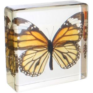 Photo of the Common Tiger Butterfly Specimen in Acrylic Block