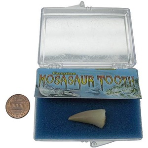 Photo of the Mosasaur Dino Tooth