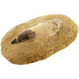 Photo of the Mosasaurus Fossil Tooth in Matrix - Large