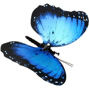 Photo of the Moving Butterfly - Blue Morpho