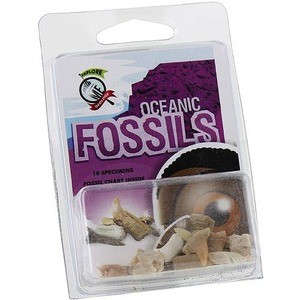 Photo of the Oceanic Fossils Set