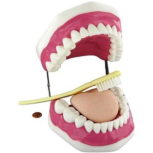Photo of the Oral Hygiene Anatomy Model