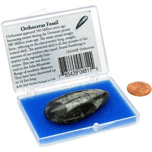 Real extra large orthoceras fossil in display box with information card fab gift 