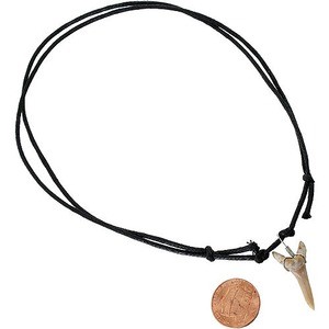 Photo of the Shark Tooth Necklace with Silver Bead