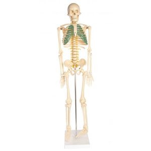 Photo of the Skeleton Model With Nerves - 34 inches tall