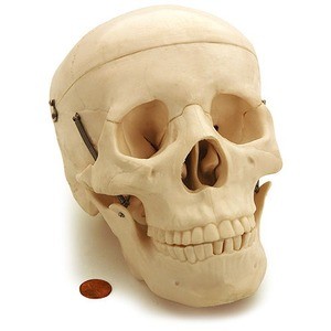 Photo of the Human Skull Biology Model